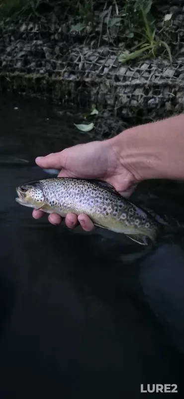 Brown trout — River Isbourne, May 14, 2025, 9:23 PM