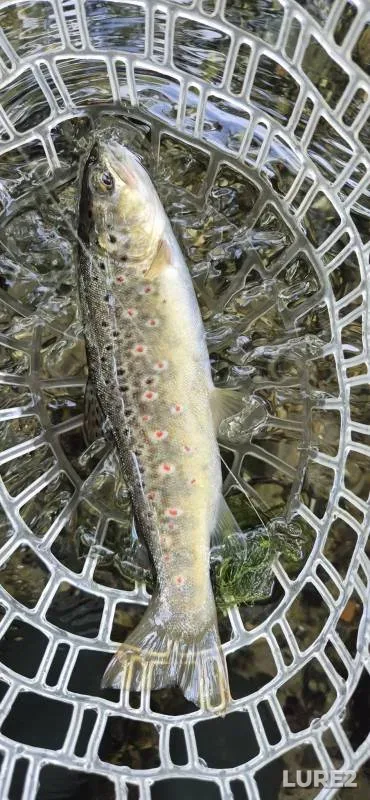 Brown trout — River Anton, Jun 06, 2025, 3:32 PM