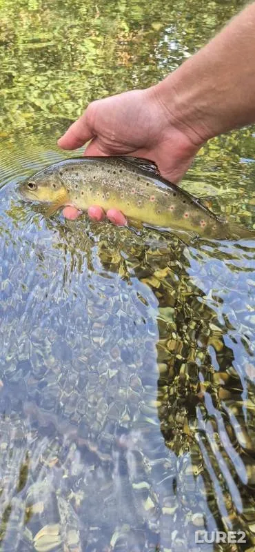 Brown trout — River Anton, Jun 06, 2025, 4:02 PM
