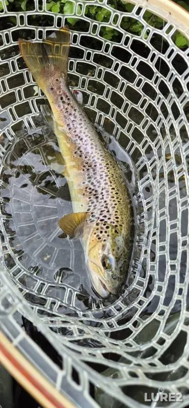 Brown trout — River Anton, Jun 06, 2025, 4:49 PM