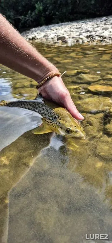 Brown trout — River Stour, Jun 14, 2025, 2:53 PM