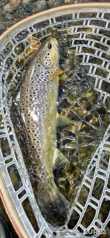 Brown trout — River Stour, Jun 14, 2025, 1:02 PM