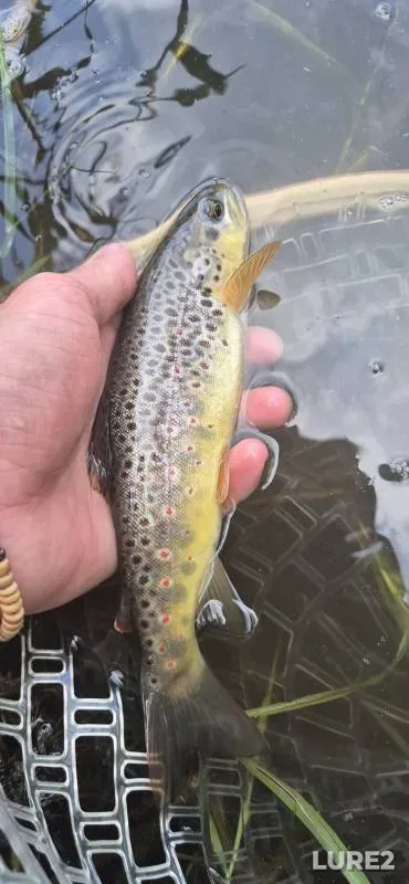 Brown trout — River Dove, Jul 18, 2025, 6:27 PM