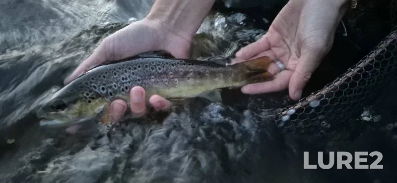 Brown trout — River Frome, Sep 08, 2025, 8:00 PM