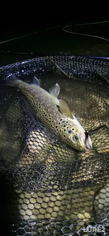 Brown trout — River Stour, Sep 05, 2025, 9:34 PM