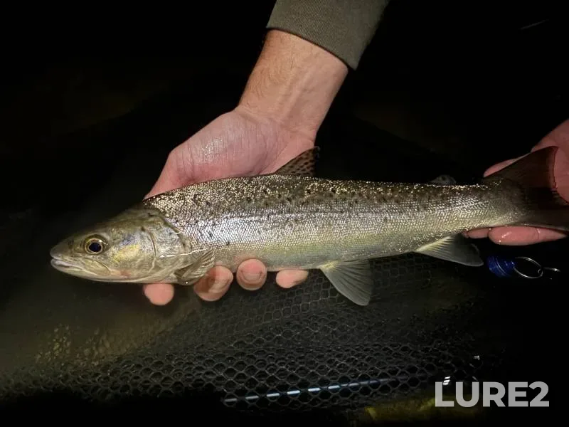 Brown trout — River Stour, Sep 13, 2025, 10:28 PM