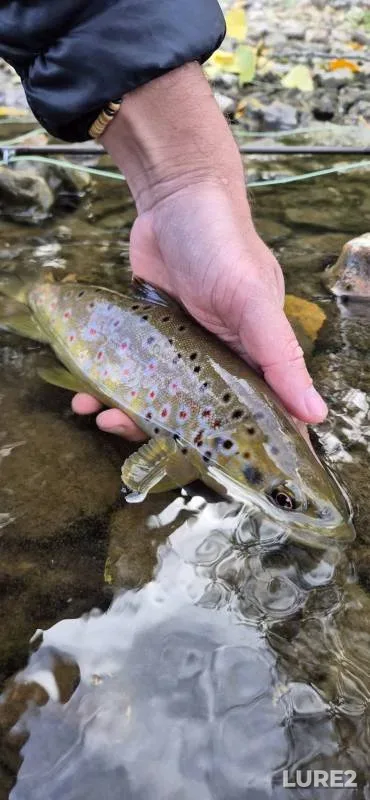 Brown trout — River Stour, Oct 05, 2025, 3:25 PM