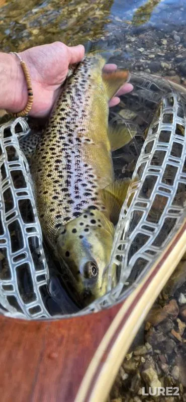 Brown trout — River Stour, Oct 12, 2025, 4:27 PM