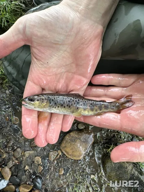 Brown trout — Hall Dike, Oct 02, 2025, 11:22 AM