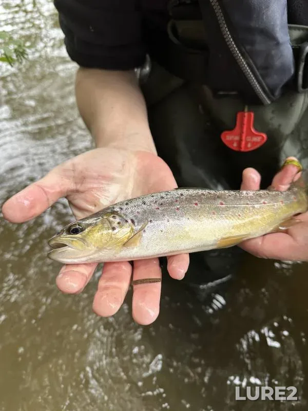 Brown trout — River Nene, Oct 14, 2025, 1:33 PM