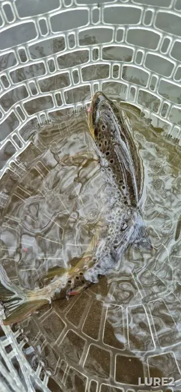 Brown trout — River Allen, Dec 21, 2025, 12:01 PM