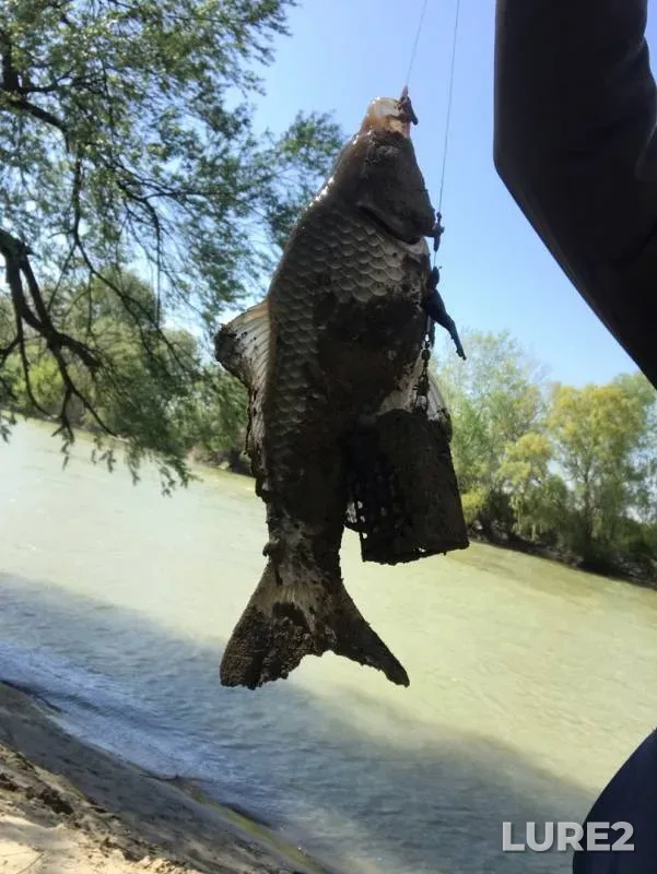 Asp, Crucian carp — Kuban, Apr 28, 2019