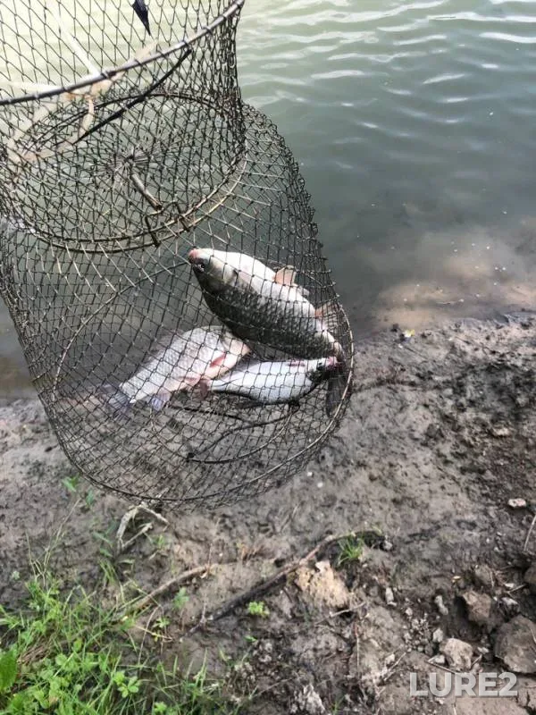 Bream, Crucian carp — Kuban, May 19, 2019