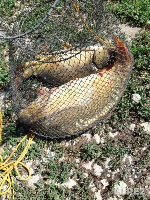 Carp — Psif, Jun 16, 2019