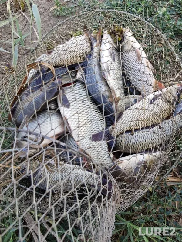 Carp — Krasnodarskiy kray, Slavyanskiy rayon, Sep 15, 2019