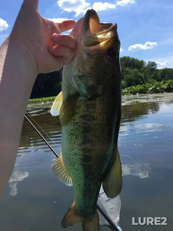 Largemouth bass — Belmont Bay, Jun 17, 2019