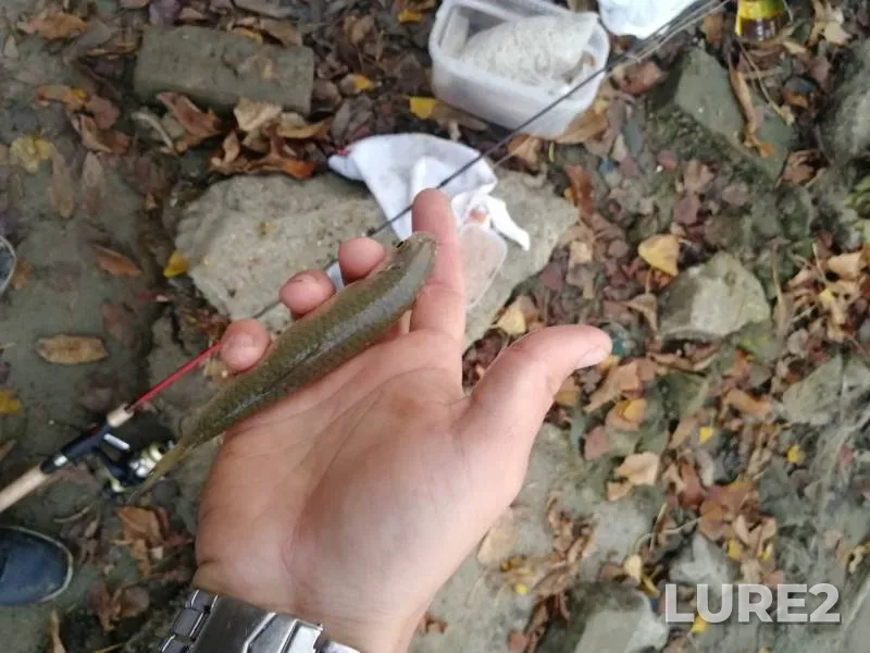 Crucian carp, Roach — Kuban, Oct 21, 2019