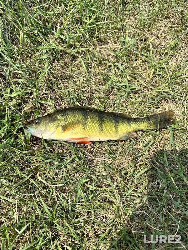 Yellow perch — Mississippi River, Jan 19, 2018, 9:53 AM