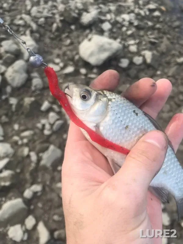 Crucian carp, Zander — Varnavinskiy sbrosnoy kanal, Sep 23, 2019