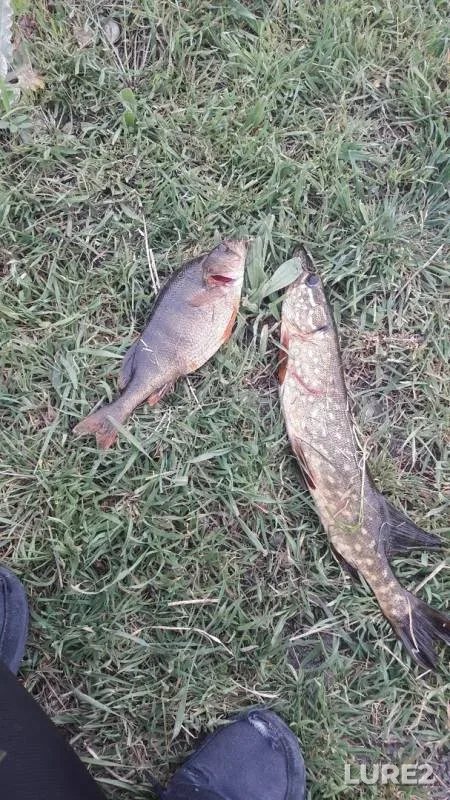 Perch, Pike — iskusstvenyy kanal, Apr 12, 2019