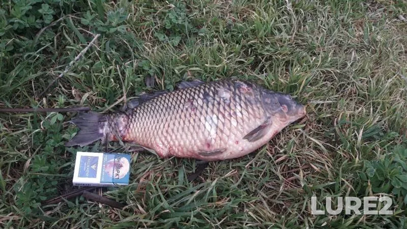 Carp — Krasnodarskiy kray, Apr 10, 2019