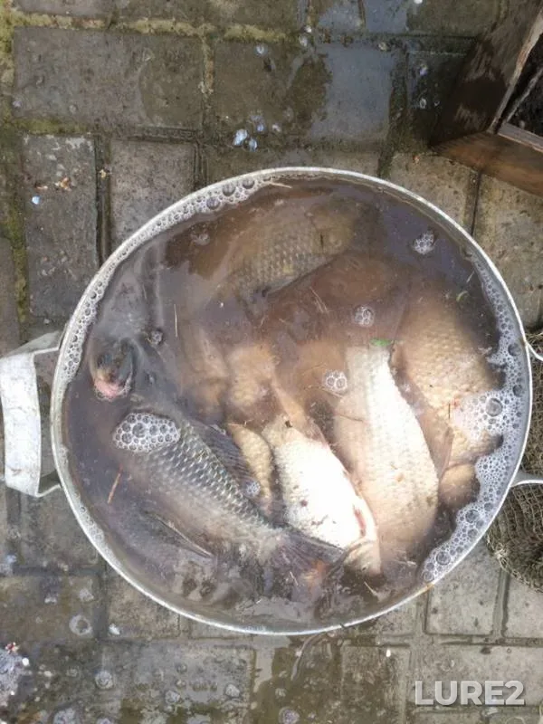 Crucian carp — Krasnodarskiy kray, Slavyanskiy rayon, Apr 08, 2019