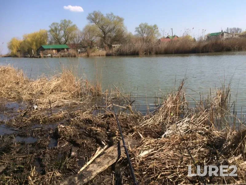 Crucian carp — Krasnodarskiy kray, Slavyanskiy rayon, Apr 06, 2019