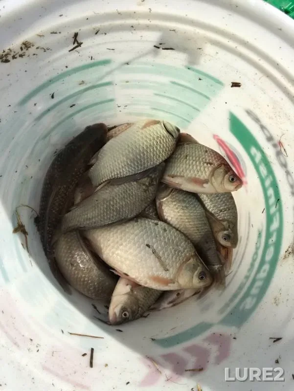Crucian carp — Krasnodarskiy kray, Temryukskiy rayon, Apr 03, 2019