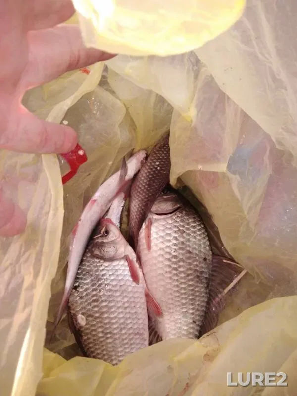Crucian carp — Krasnodarskiy kray, Temryukskiy rayon, Apr 01, 2019