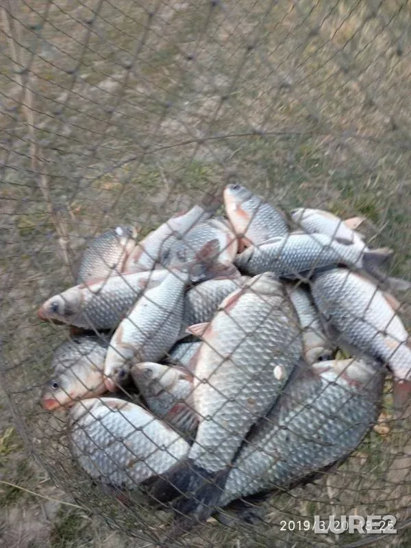 Crucian carp — Krasnodarskiy kray, Temryukskiy rayon, Mar 21, 2019