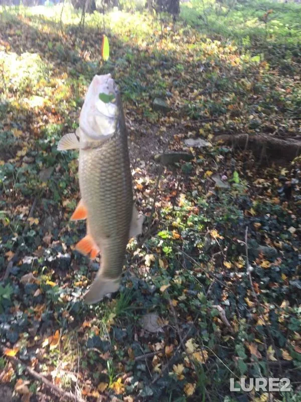 Chub — Bakanka, Nov 07, 2018