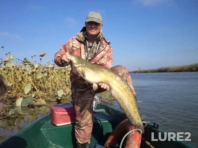 Wels catfish — Gandurino, Oct 26, 2012