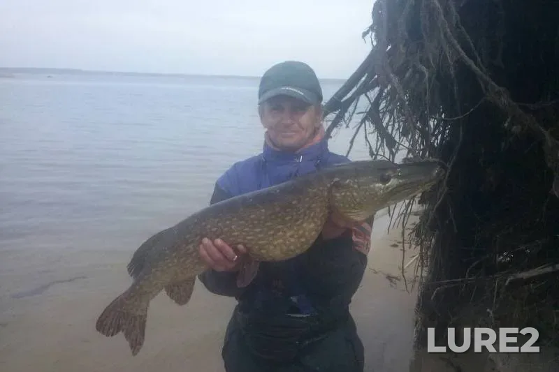 Pike — Cherkaska oblast, Mar 27, 2015