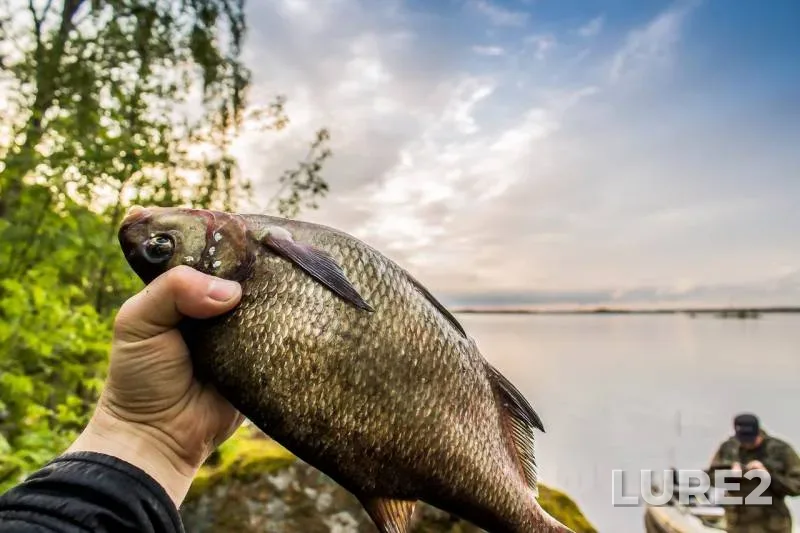 Bream — Leningradskaya oblast, Vyborgskiy rayon, May 14, 2017