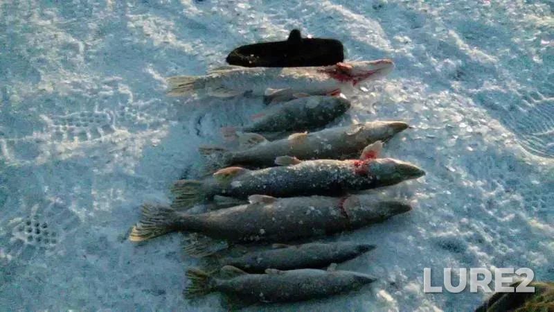 Perch, Pike — proliv Kurya, Dec 10, 2015