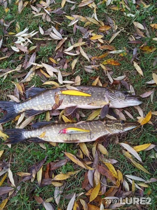 Pike — Pskova, Oct 11, 2019