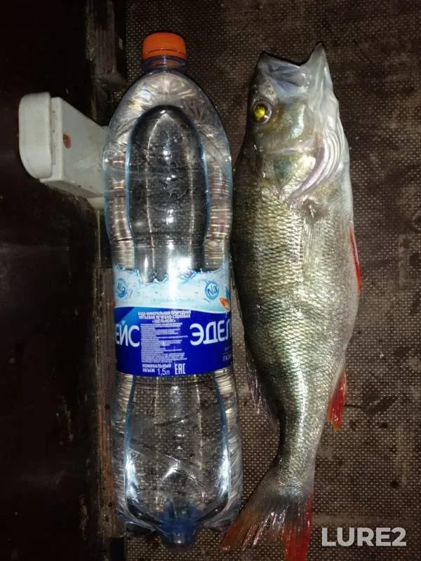 Perch — Ilmen, Sep 04, 2019