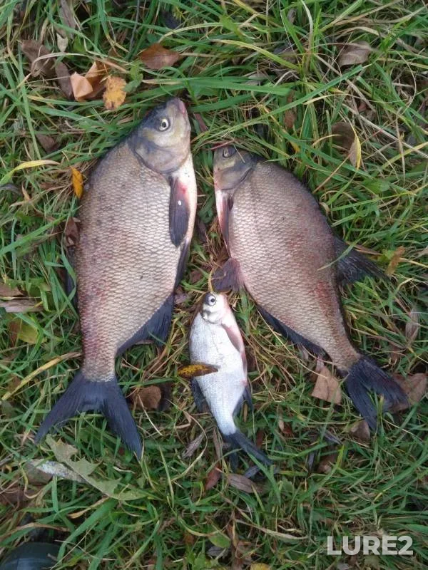 Bream — Ruzskoye, Oct 21, 2019