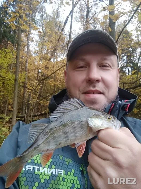 Perch — Sinichka, Oct 05, 2019