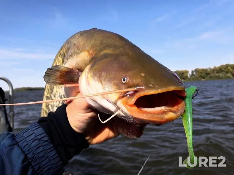 Wels catfish — Akhtuba, Aug 02, 2019