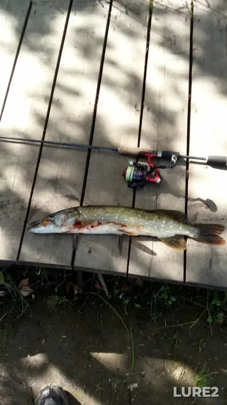 Pike — Reshetnikov, Jul 05, 2019