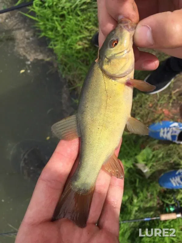 Tench — Moskovskaya oblast, gorodskoy okrug Stupino, Jun 01, 2019
