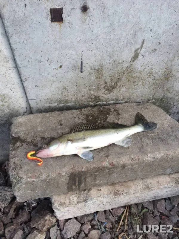 Zander — Leningradskaya oblast, Sep 28, 2019