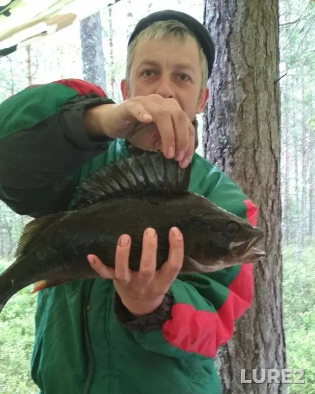Perch — Segozero, Jul 27, 2019