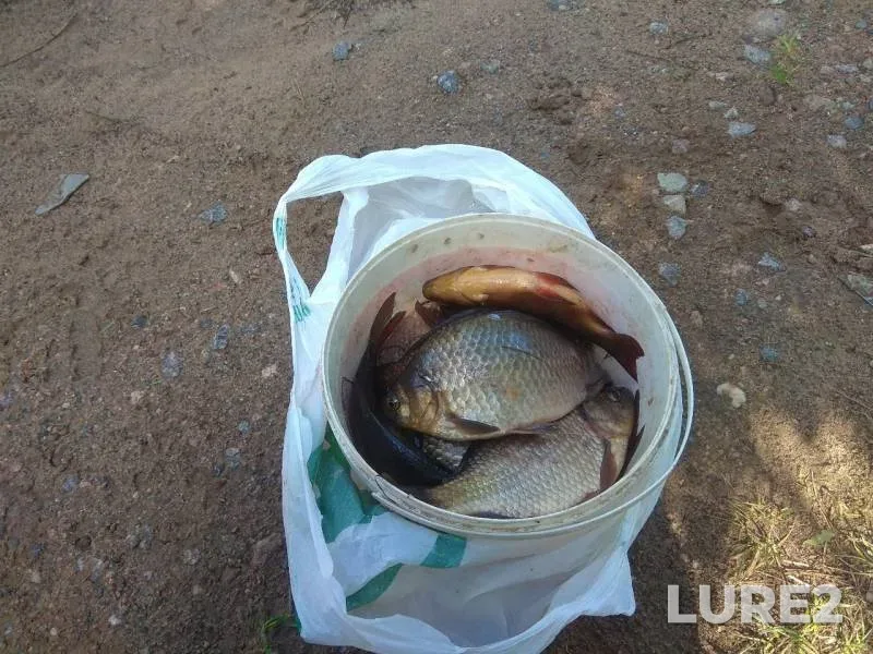 Crucian carp — Novoladozhskiy kanal, Jun 30, 2019