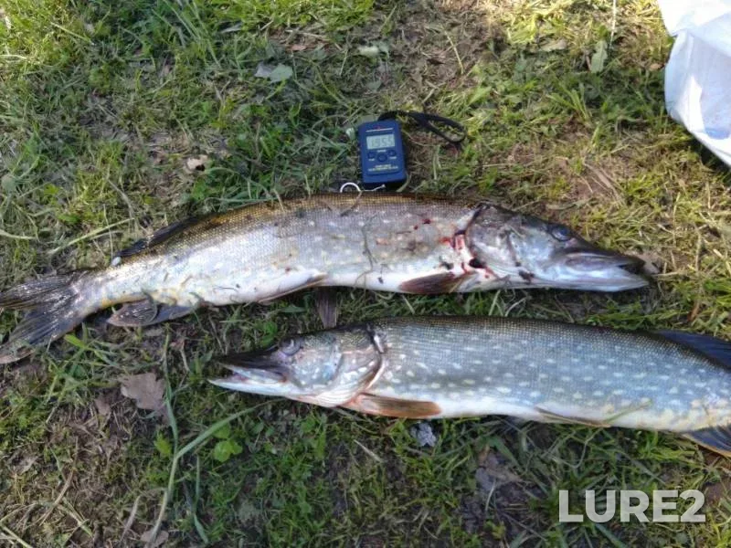 Pike — Volkhov, May 30, 2019