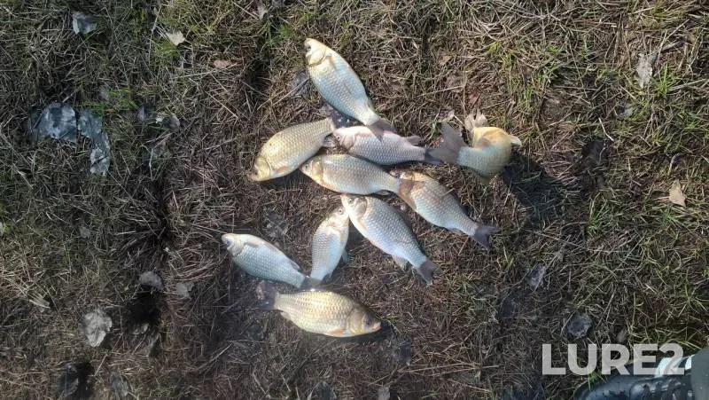 Crucian carp — Gorelovskoye, May 09, 2018