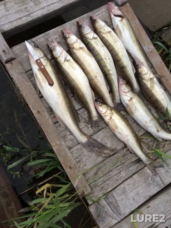Zander — Leningradskaya oblast, Jul 08, 2018