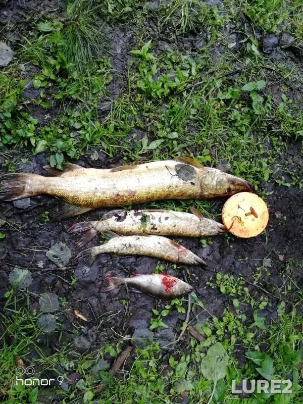 Perch, Pike — Bolshoye Kirillovskoye, Jul 08, 2018