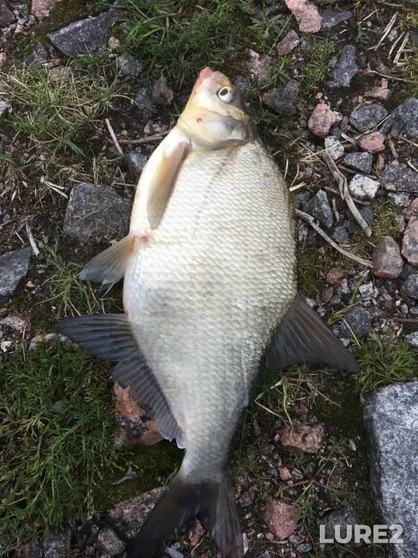 Bream — Leningradskaya oblast, Jul 10, 2018